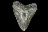 Serrated, Fossil Megalodon Tooth - Georgia #104555-1